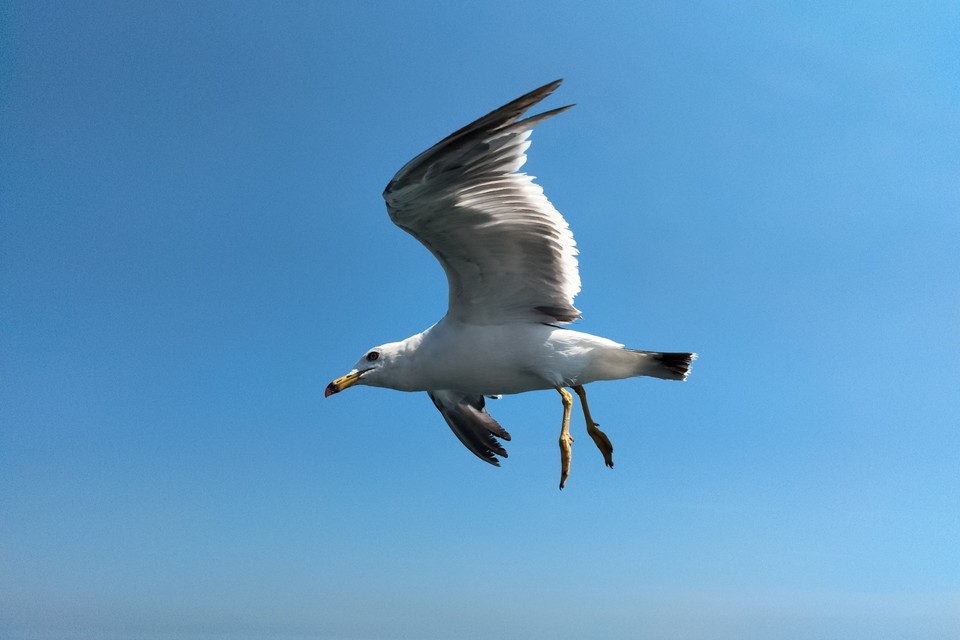 7. 鳥類との衝突事故